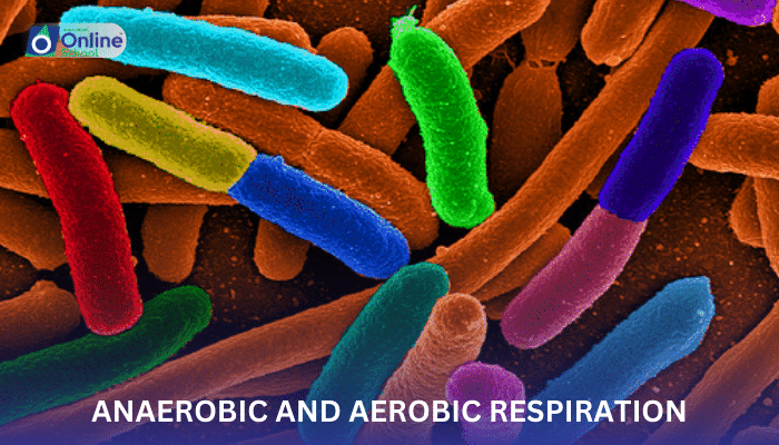 Lesson 10: Comparing Aerobic and Anaerobic Respiration: The Energy Yield
